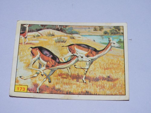 Image panini animaux - -,