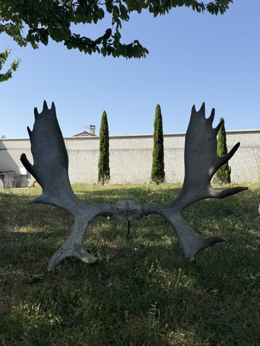 Bois élan européen - d’Élan,