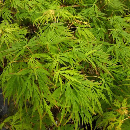 Acer palmatum dissectum