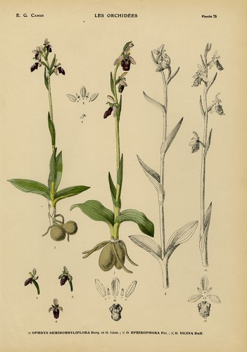 Antique print natural - antique, print-natural