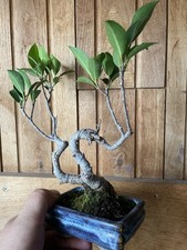 Bonsai Shohin Ficus Retusa ( Intérieur ) Bonsaibaum Bonsaitree