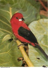 Animaux - Oiseaux - Tangara