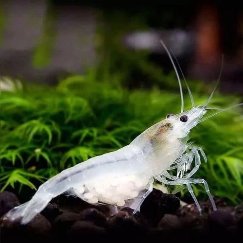 Lot crevettes blanche - lot, 10