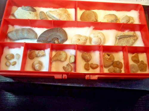 Fossiles coffret casiers - fossiles., 9