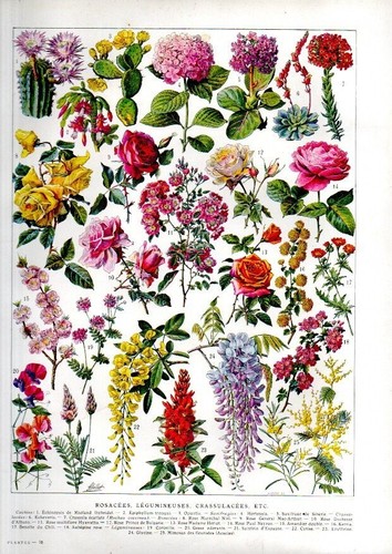 Planche botanique 1922 - , in