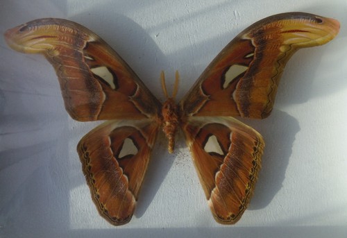 Attacus atlas papillon