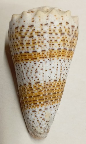 Conus - , (stephanoconus)