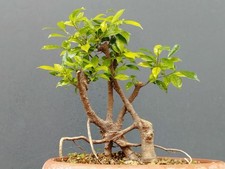 Bonsaï Ficus 34x15 En Vase