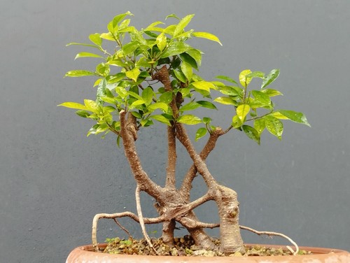 Bonsaï ficus 34x15 vase - bonsaï, en