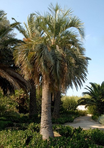 Graines palmier abricot - 20,
