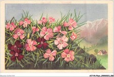 AITP6-FLEUR-0557 - laurier-rose