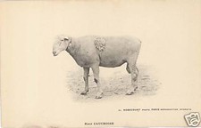 CPA MOUTON - RACE CAUCHOISE