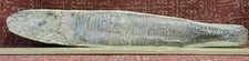 Vinctifer Bomptoni FOSSIL 17