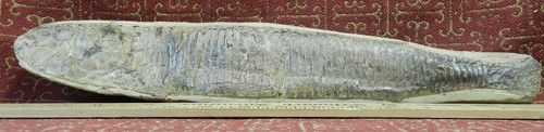 Vinctifer bomptoni fossil - bomptoni,