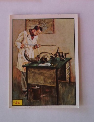 Panini animaux - **,
