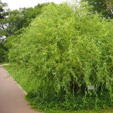 Salix x pendulina