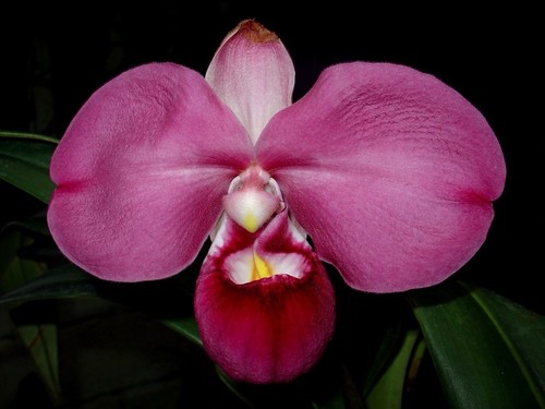 Phragmipedium kovachii pink - phragmipedium,