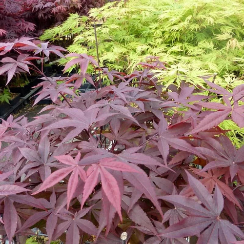 Acer palmatum red - 'red,