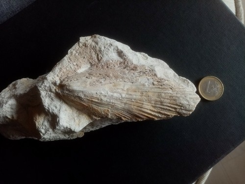 Huitre fossilisée ostrea - ,