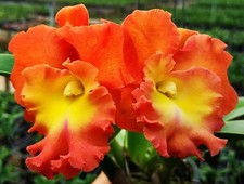Cattleya Rlc. Star of Siam