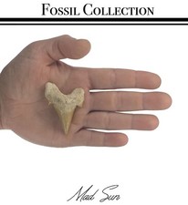 2 INCH OTODUS TOOTH REAL SHARK