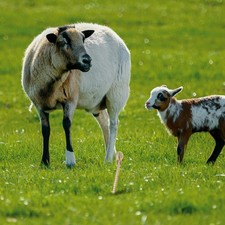 Piquet d'attache pour chien, laisse pour chien, ancre robuste pour grands chiens