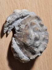 Crabe fossile: Zanthopsis