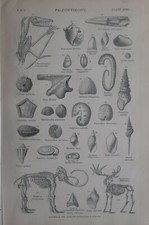 1877 imprimé paléontologie - 1877,