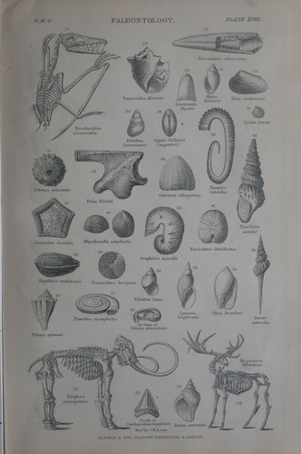 1877 imprimé paléontologie - 1877,