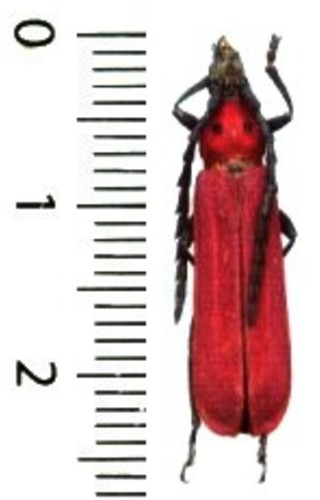 Cerambycidae erythrus - cerambycidae,