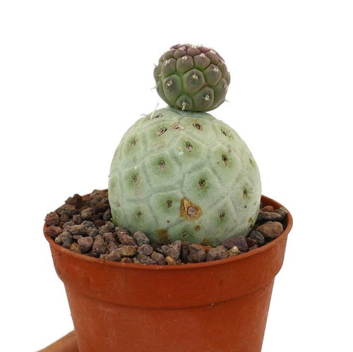 Tephrocactus geometricus two - geometricus,