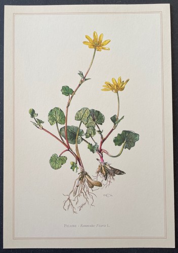 Botanique ficaire gravure - botanique,