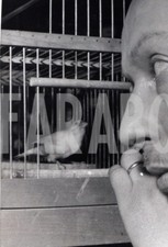 Photo De Presse Vintage France, Canari Champion De Chant, Tirage 18x12 Cm