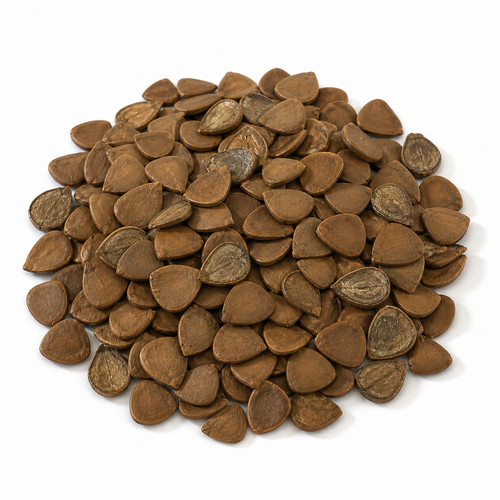Aristolochia gorgona 100 - gorgona, |