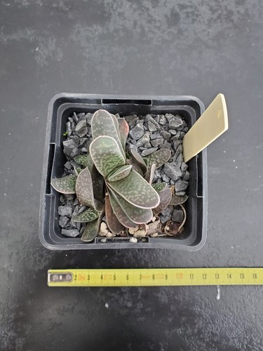 Gasteria orange - gasteria, cv