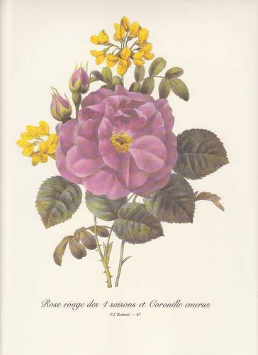 Rose roses strauchkronwicke - roses,