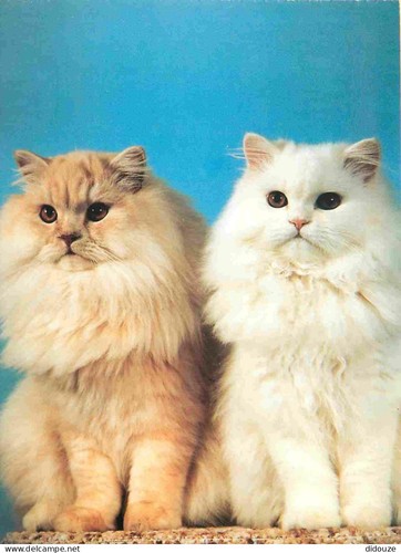 Carte postale animaux - carte,