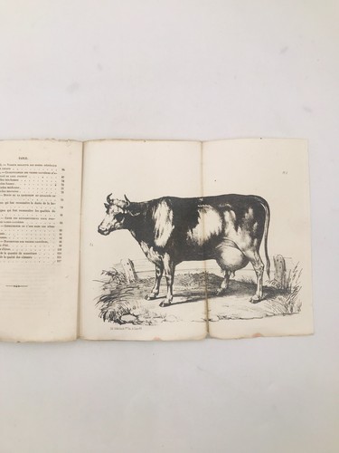Magne choix des vaches - choix,