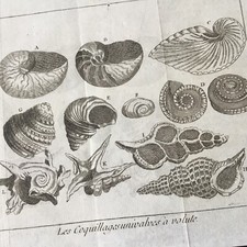 Gravure Coquillages Nautilus
