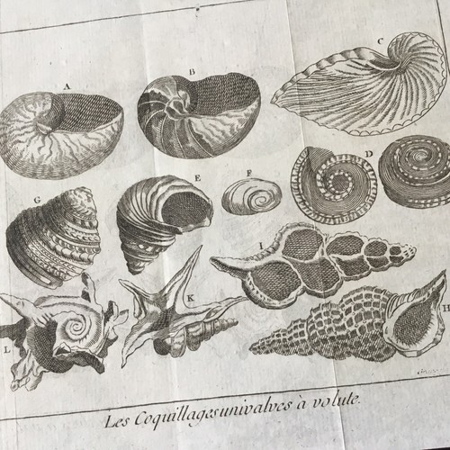 Gravure coquillages nautilus - coquillages,