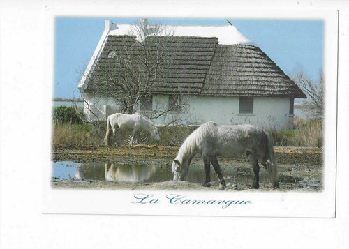 Cheval chevaux camargue - cheval,