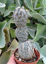 TEPHROCACTUS ARTICULATUS