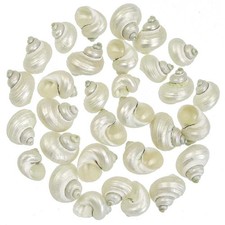 Coquillages turbo brunneus nacrés - 2.5 à 3.5 cm - Lot de 5