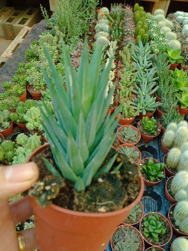 Haworthia glauca plante - haworthia,