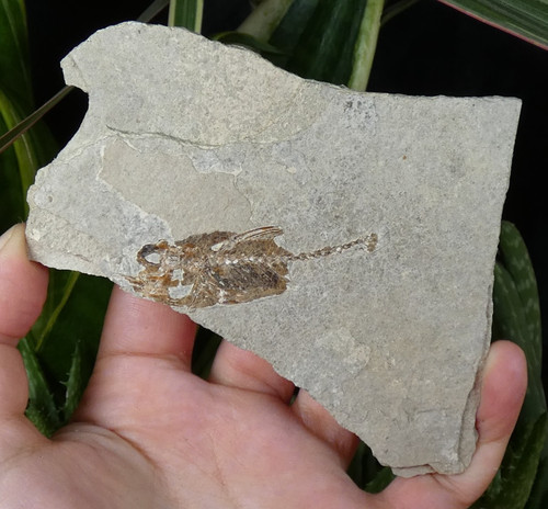 Smerdis dapali macrurus sur - dapali,