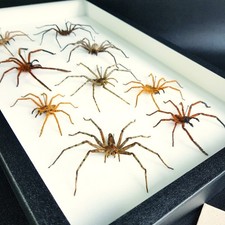 Collection d'araignées chasseuses naturalisées - Insecte entomologie curiosité