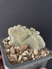 RARE!!! Cactus Caudex