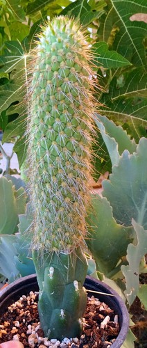 Austrocylindropuntia pachypus - austrocylindropuntia,