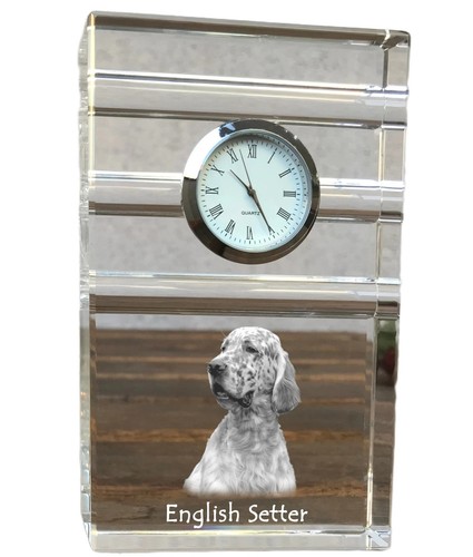 English setter anglais - english,