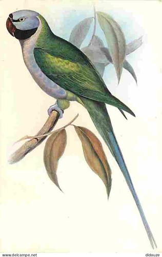 Carte postale animaux - postale,